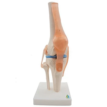 Anatomické Kolenného Kĺbu Ľudských Kolenného Kĺbu Výučby Model S Väzy Model, Život Veľkosť
