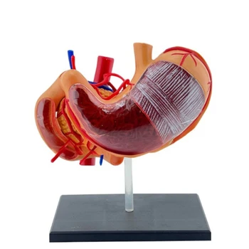 Interaktívne Žalúdka Anatómie Model Odborníkov PVC Žalúdka Anatómie Vedy Model pre Lekárske Študentov Dropship