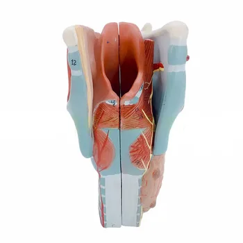 Lekárske rekvizity Model 5 Časti Hrdla, Hrtanu, Anatómia Človeka Anatomické Laryngeal Označené Model Učebné Pomôcky Zdarma poštovné