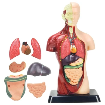 Ľudské Telo Modelu Pre Deti 11 Palcový Plastové 8 Ks Odnímateľné Anatómie Bábika So Srdcom & Orgánov