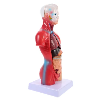 Ľudské Torzo Tela Model Playset Anatómie Orgánov Model, Školský Vzdelávací Nástroj Deti Ľudského Tela Ošetrovateľskej Trupu Anatomickej