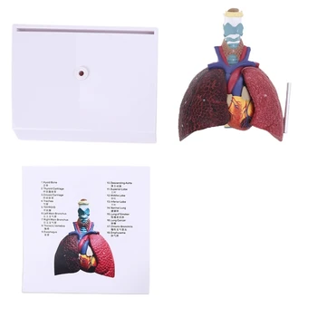 Život Veľkosť Ľudské Pľúca Model Anatomický Dýchacieho Systému Anatómia pre Školy, Vedu Zdrojov Štúdia Zobrazenie Učebných Dropship